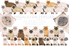 Himalayan Persian. Extreme type Product Image 1