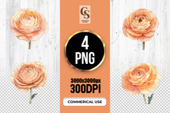 Peach Ranunculus Flower Illustration Clipart Sublimation PNG Product Image 1