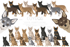 Coydog. Coyote - Domestic dog mix Product Image 1