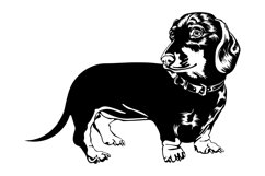 Dachsund dog/Dog Svg/Png/Jpg/Ai/Vector purebred breed/Pet Product Image 2