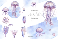 Watercolor Jellyfish Life Cycle Set Bundle Product Image 1