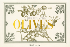 Olive Vector set Product Image 1