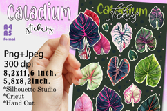 Caladium House Plants Stickers |Png/Jpeg Print and cut Product Image 1
