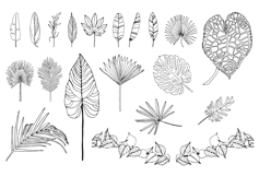Palm Leaves svg, Botanical png Product Image 3
