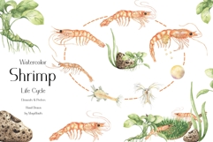 Watercolor Shrimp Life Cycle Set Bundle Product Image 1