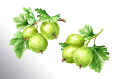 Gooseberry. Watercolor collection Product Image 11