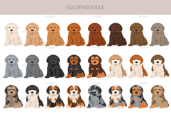 Goldendoodle Goldie Poodle mix Product Image 5