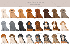 Miniature poodle clipart Product Image 6