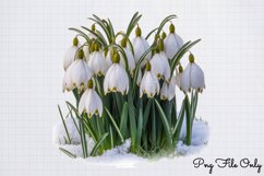 Snowdrops Clipart PNG PNG Product Image 1