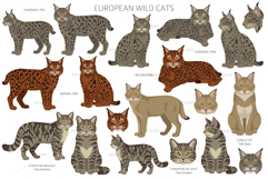 European wild cats clipart Product Image 2