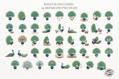 Spring &amp; Easter Peacock Clipart Product Image 3