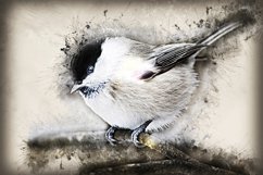 Collection of 12 Images 4k of Bird Portraits PACK 08 300 dpi Product Image 11