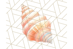Natural Seashell Clipart PNG, Summer Nautical Beach Shell Product Image 2