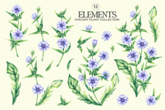 Chicory Plant Watercolor Collection Product Image 9