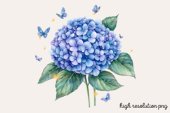 Hydrangea Watercolor Clipart PNG Product Image 1