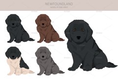 Newfoundland cliaprt Product Image 3
