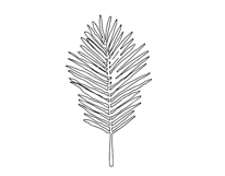 Palm Leaves svg, Botanical png Product Image 15