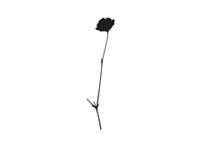 Botanical bundle - svg, png Product Image 13