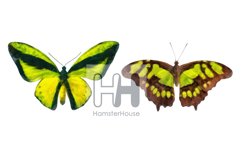 10 watercolor butterflies, transparent png Product Image 2