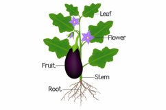 Illustration showing parts of aubergine plant.