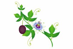 A branch of passion fruit with flower and fruit.