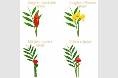 Set of ginger flowers on a white background.