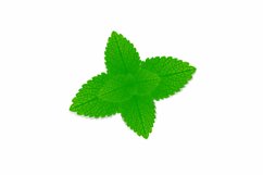 Fresh leaves of melissa officinalis on a white background.