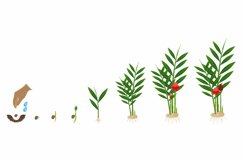 Cycle of growth of a etlingera ginger flower on a white background.