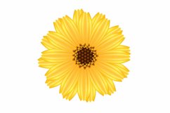 A flower of calendula on a white.