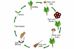 A growth cycle of a primula auricula flowers on a white.