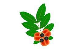Ackee fruit with leaves isolated on white background.