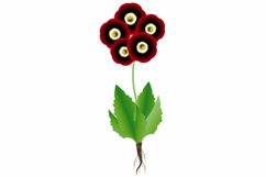 Primula auricula flower with roots on a white background.