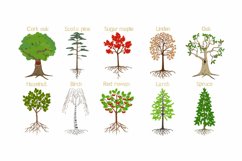 Set of forest trees with roots on a white background.