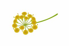 Branch with dill flowers on a white background.
