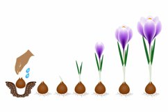 Cycle of growth of a crocus plant isolated on a white background.