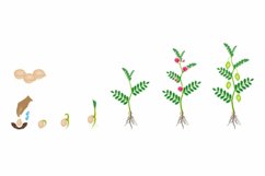 Cycle of growth of a chickpea plant isolated on a white background.