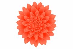  Dahlia flower isolated on white background.