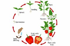 Cycle of growth of a plant of red pepper on a white background.