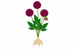 Burgundy dahlias with roots on a white background.