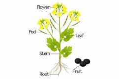 An illustration showing parts of a canola plant.