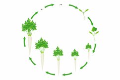 Growth stage of root parsley is isolated on a white background.