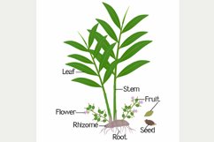 Parts of true cardamom elettaria cardamomum plant on a white.