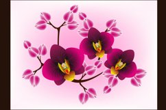 Floral design background, orchids.