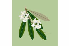 Branch of olives with flowers and leaves on a green background