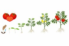 Cycle of growth of a tomato plant isolated on a white background.