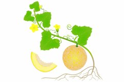 Plant of yellow melon with roots isolated on white background.