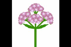 Inflorescence of a valerian plant with leaves on a white background.