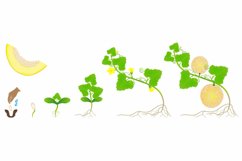 Cycle of growth of a plant of a yellow melon isolated on a white background.