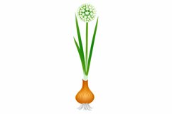 Flowering plant onion with roots isolated on white background.