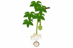Baobab flower on a branch with leaves on a white background.